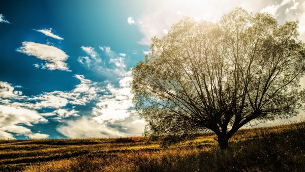 lonely-tree-in-the-field-wallpaper-3840x2160.jpg