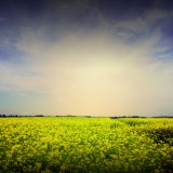 yellow-flower-natarure-photo-wallpaper-2560x1600